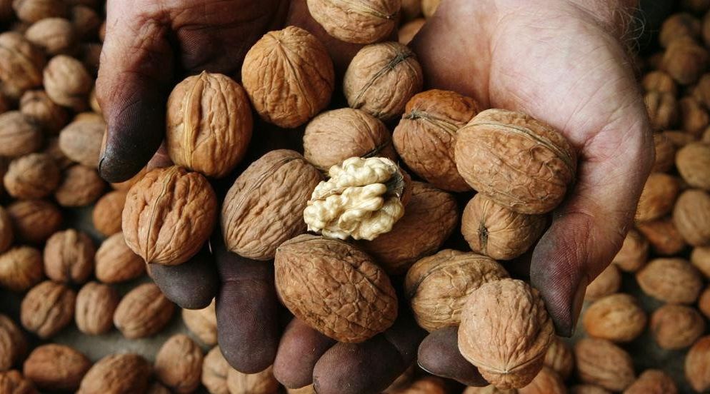 خرید گردو ایرانی