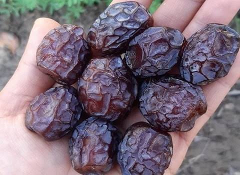 قیمت خرما فله