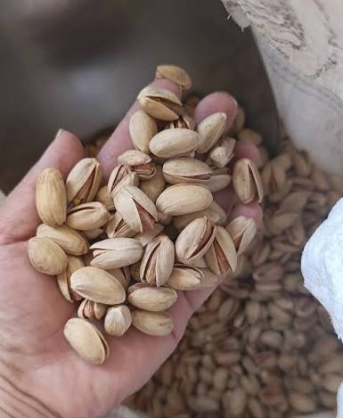 خرید پسته عمده مستقیم