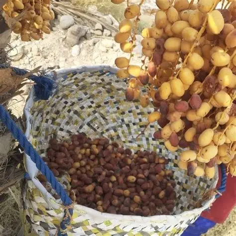 خرما زاهدی خشک یا نیمه خشک