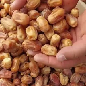 خرما زاهدی