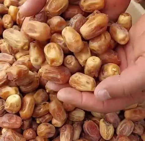 خرما زاهدی