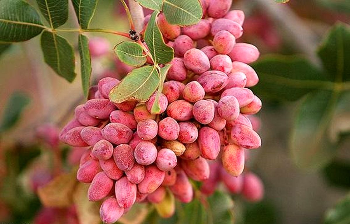 قیمت پسته تازه کیلویی